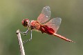 Tramea stenoloba male-3536